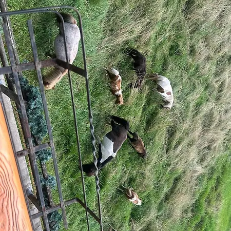 Tersilla Pensionat Santo Stefano Di Cadore