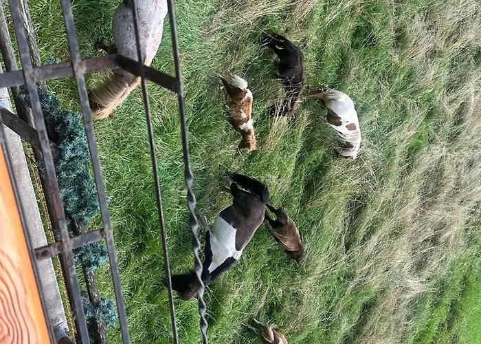 Tersilla Gasthuis Santo Stefano Di Cadore